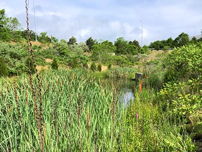 Area of wetlands filled with growth of greenery on a sunny day and a small body of water in the background.