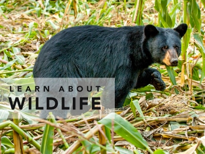 learn about wildlife