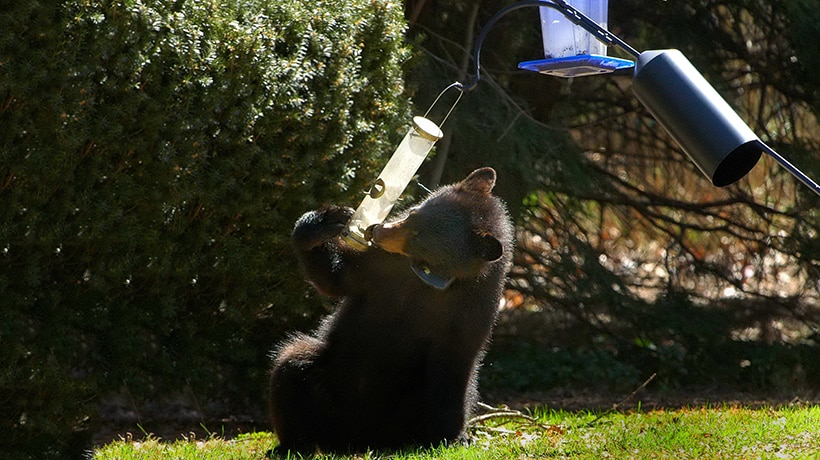 Don't feed bears. Take down your bird feeders.