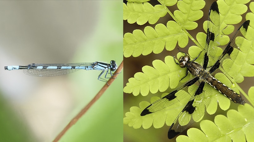 Left: New England bluet damselfly; right: whitetail dragonfly