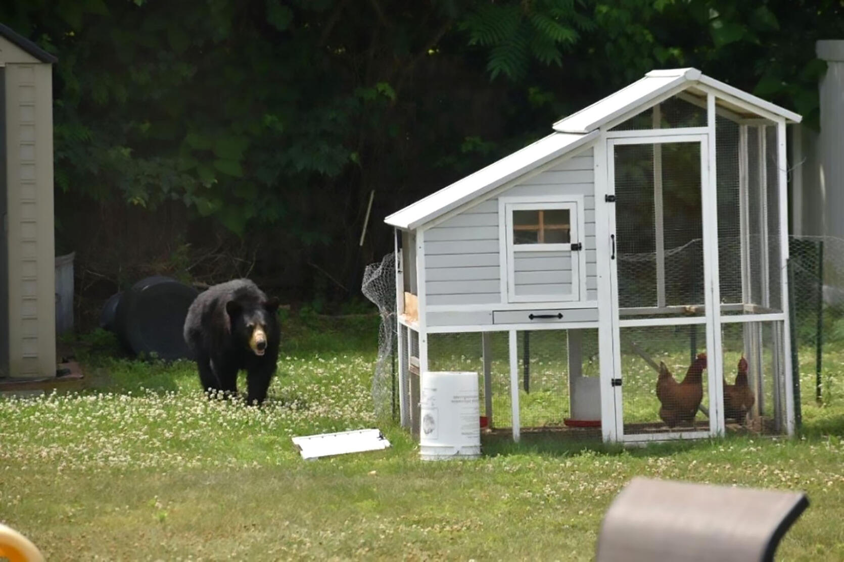 black bear approaching chicken coop